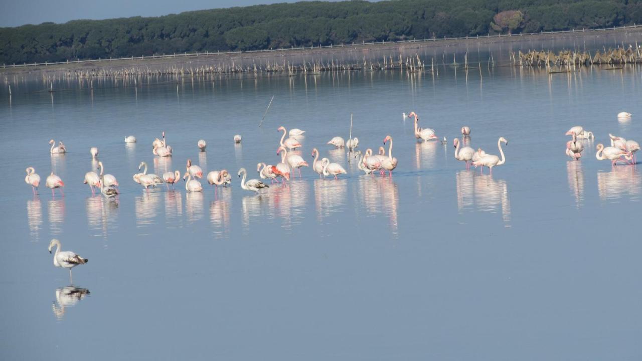 L'Isola Aer B&B Lesina Eksteriør billede